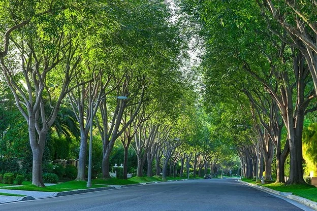 Mature tree-lined street showing the Nexora Canopy vision